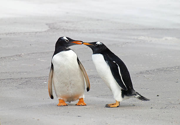 Two Gentoo Pengiuns Two cute gentoo penguins at Volunteer Point in the Falkland Islands. gentoo penguin photos stock pictures, royalty-free photos & images