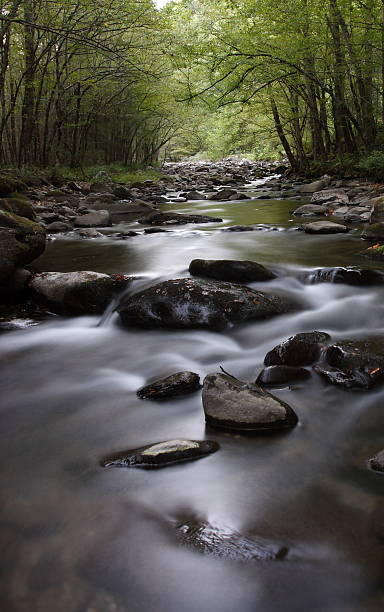 Early morning on the Middle Prong Dawn on the Middle Prong of the Little River below Tremont, Great Smoky Mountains National Park, Tennessee. tremont stock pictures, royalty-free photos & images