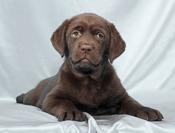 istock chocolate labrador retriever puppy 483675483