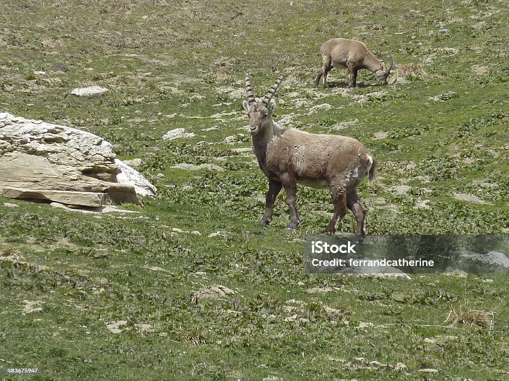 cabra - Foto de stock de Alpes europeus royalty-free