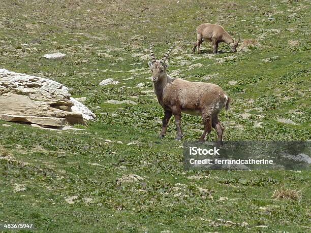 Foto de Cabra e mais fotos de stock de Alpes europeus - Alpes europeus, Alta-Savoie, Animais Machos