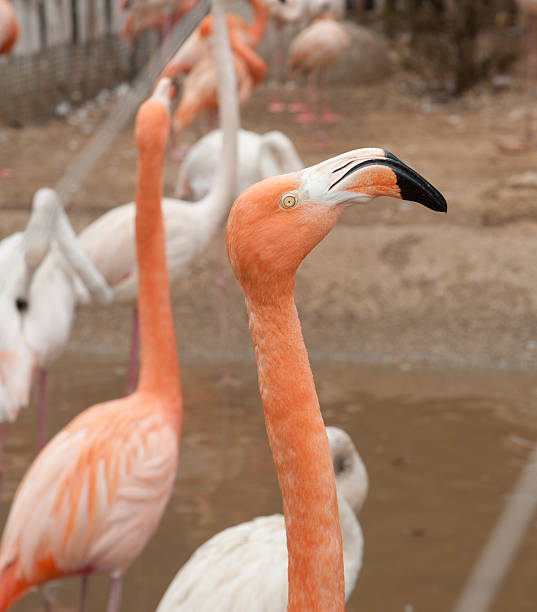 flamingo stock photo