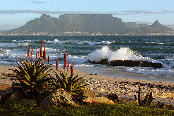 Cape Town and Table Mountain Table Mountain with sandy beach, breaking waves and foreground aloe succulent plants, Cape Town, South Africa                                 antarctic ocean photos stock pictures, royalty-free photos & images