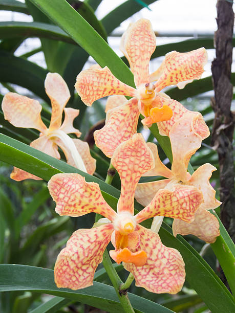 Vanda denisoniana orchid Vanda denisoniana orchid vanda denisoniana stock pictures, royalty-free photos & images