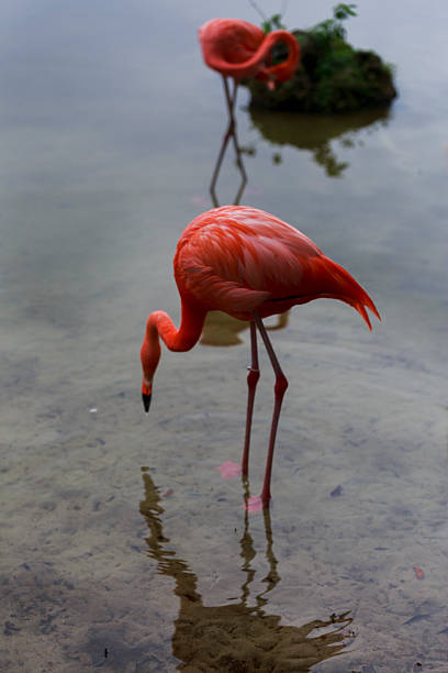 flamingo-americano - american flamingo imagens e fotografias de stock