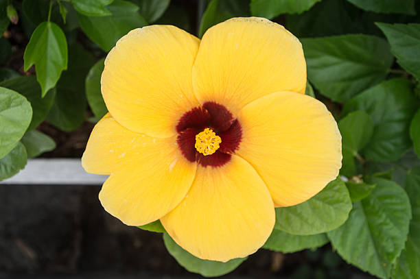 istock Yellow Chinese rose in plant pot 483676801