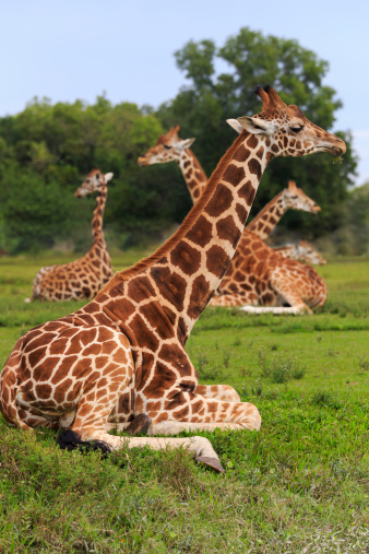 Group of giraffes resting on the grass