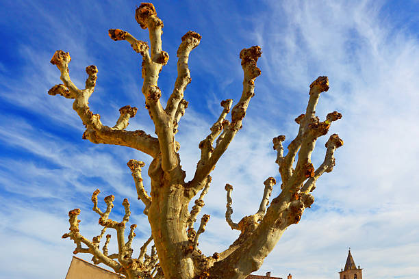 istock Old plane tree  Provence  France 483677177