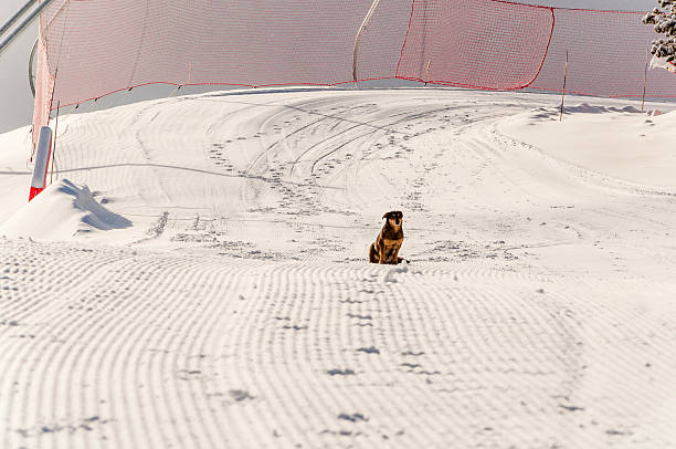 istock Dog Sitting on the Ski Slope 483678063
