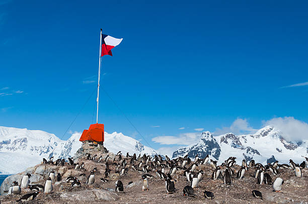 Chilean base Antarctica flag flying Chilean base Antarctica showing flag and penguins gentoo penguin photos stock pictures, royalty-free photos & images