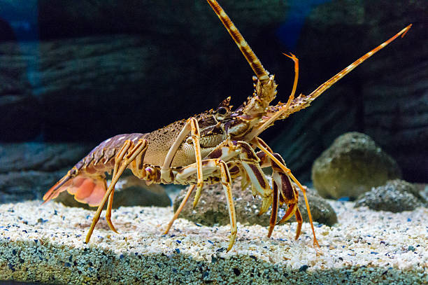 istock Colourful Tropical Rock lobster under water 483681028