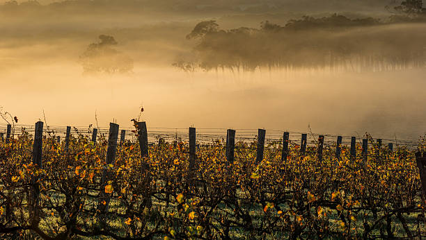 amanecer en los viñedos - margaret river fotografías e imágenes de stock