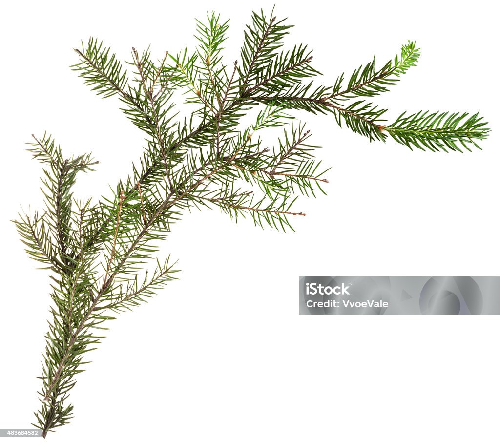 one simple fresh branch of christmas tree detail of christmas frame - one simple fresh branch of spruce tree on white background 2015 Stock Photo