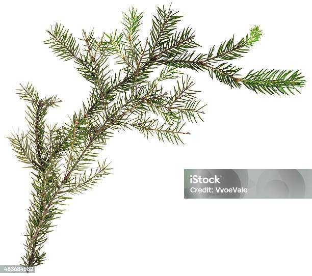 One Simple Fresh Branch Of Christmas Tree Stock Photo - Download Image Now - 2015, Angle, Border - Frame