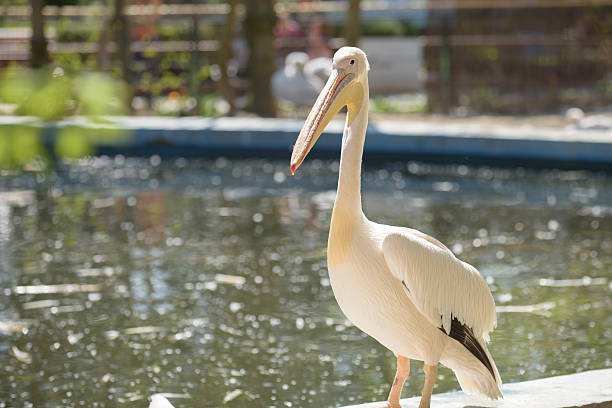istock Pelican under the summer sun 483686672