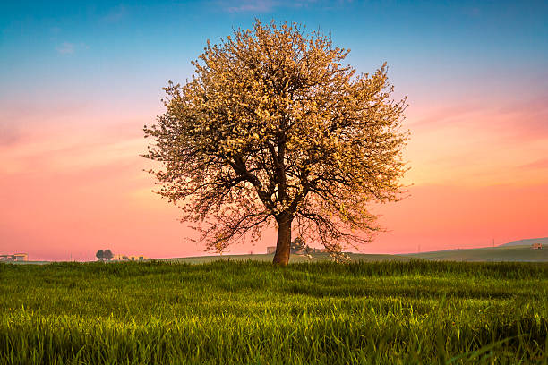 Spring: blossoming tree at dawn. ITALY