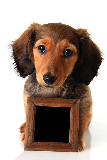istock Dachshund puppy and sign 483687809