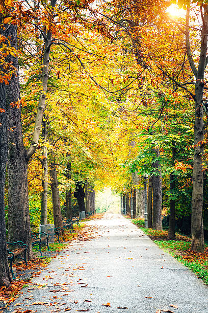 istock City Park In Autumn Colours 483688158