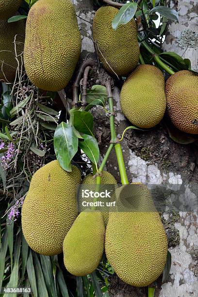 Tailândia - Fotografias de stock e mais imagens de Agricultura - Agricultura, Aldeia, Ao Ar Livre