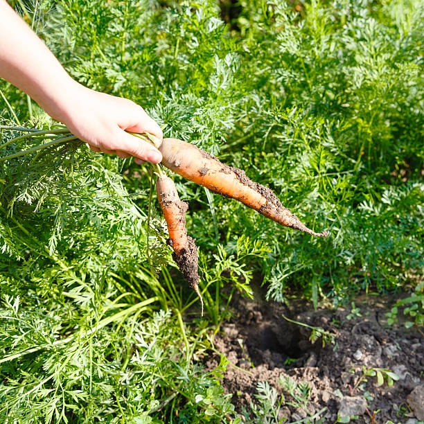 istock Two picked carrots in hand outdoors 483688274