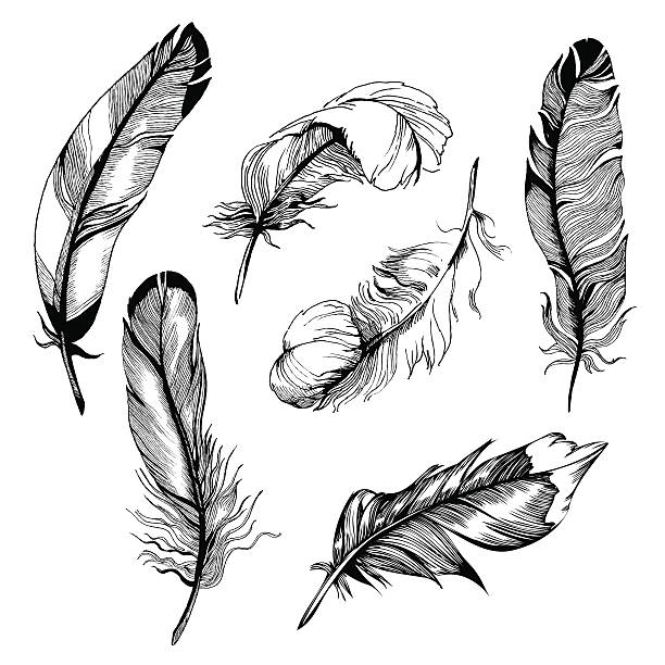 feather set Vector Detailed Hand-Drawn Illustrations of Feathers in Black&White style. Each of the Feathers is isolated object (eps 8). easy black and white drawing stock illustrations