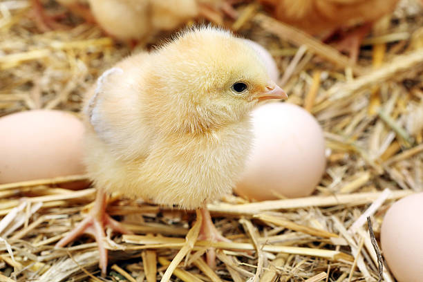 istock Little chicks in the hay with eggs 483688467