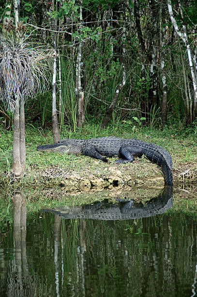 istock large Alligator at rest on riverbank 483688517
