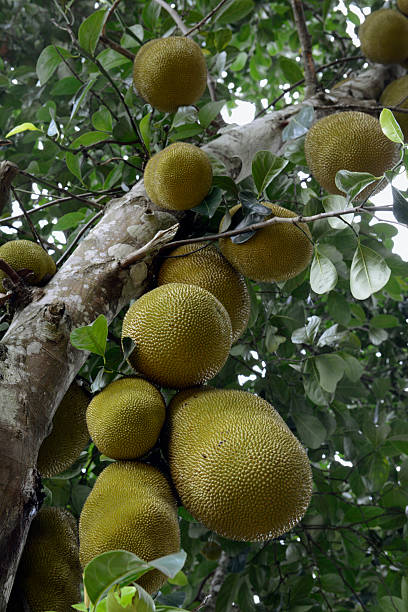 istock ASIA THAILAND PLANTATION JACKFRUIT TREE 483688729