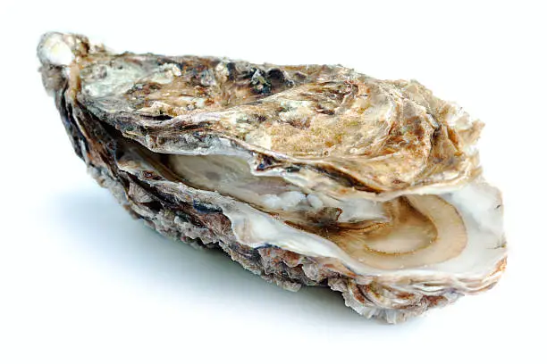 Fresh oyster opening