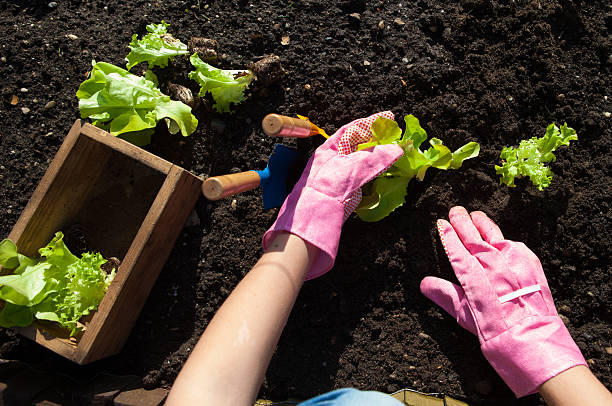 istock Woman planting lettuce 483689342