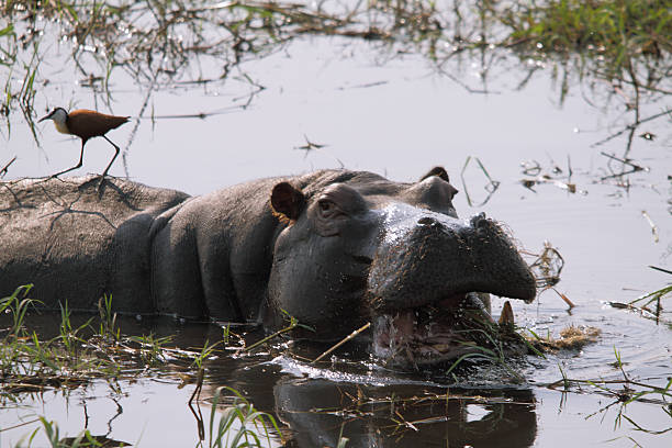 istock Fierce hippopotamus with open mouth in the river Chobe 483689651