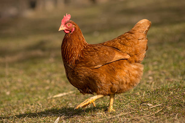 istock Chickens on traditional free range poultry farm 483689739