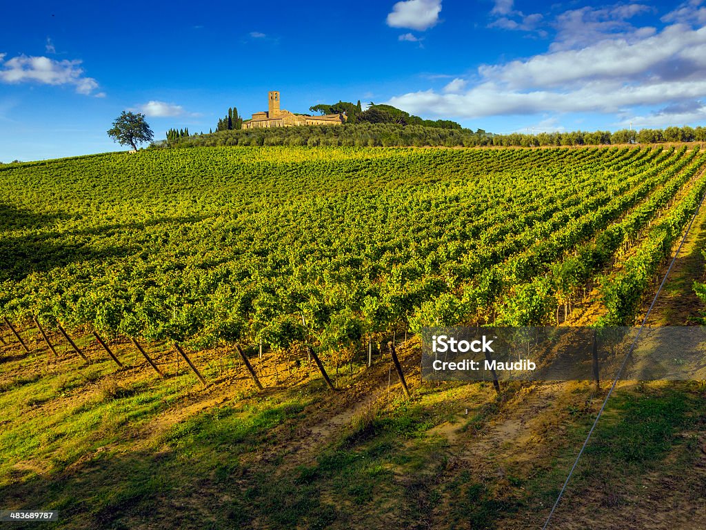 Toscana vinhas - Royalty-free Região de Chianti Foto de stock