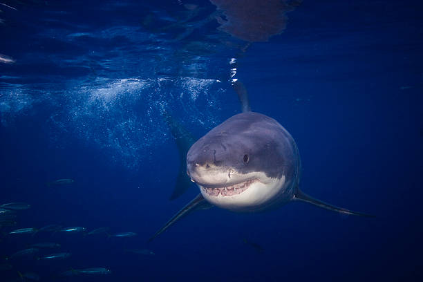 Cтоковое фото Большая белая акула