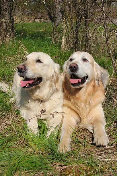 Two Labrador dogs lying close together