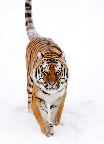a siberian tiger walking through the snow