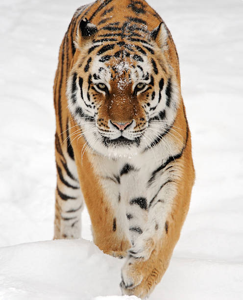 running tiger a siberian tiger running through the snow tiger safari animals close up front view stock pictures, royalty-free photos & images