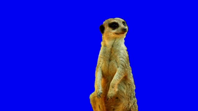 meerkat on blue screen