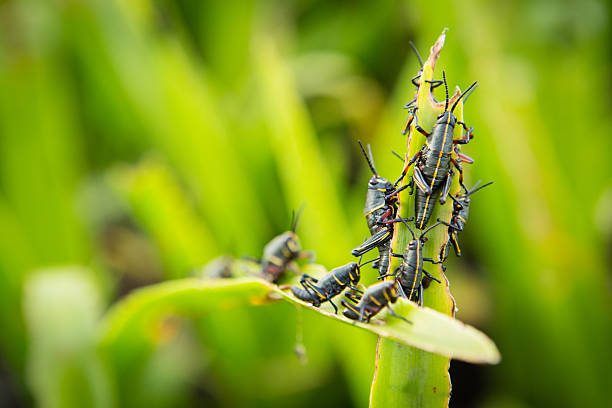 istock Swarm of Southeastern Lubber Grasshoppers Devouring Leaf 483691651