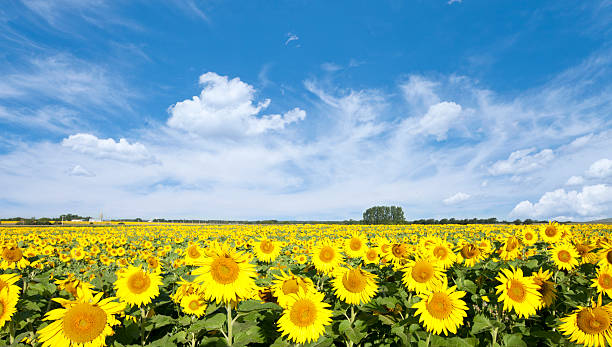 istock Minnesota Sunflower Field and a Dramatic Sky 483691684