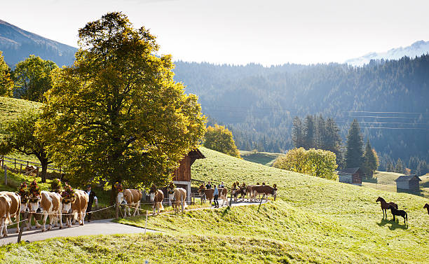 소, 꽃 장식 걷기 침울 산 스위스 - switzerland cow bell agricultural fair agriculture 뉴스 사진 이미지