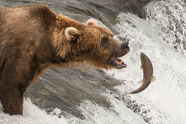 istock Brown bear about to catch a salmon 483692100