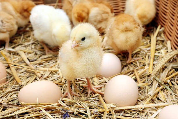 istock Little chicks in the hay with eggs 483692495