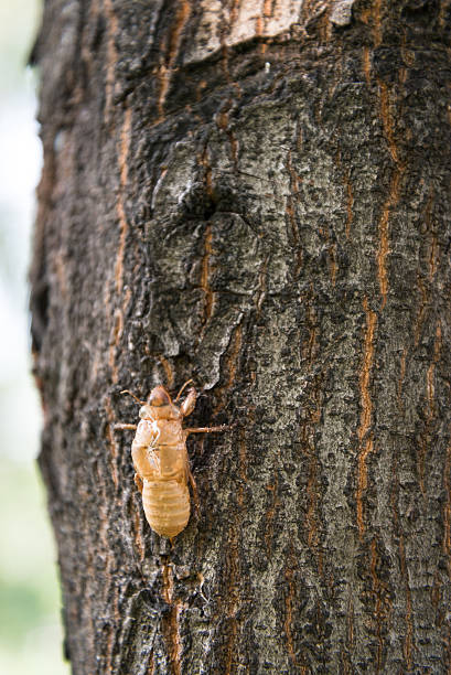 istock Slough off the cicada s golden shell 483692673