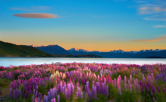 Morning sun lights up lupins growing next to Lake Tekapo, on New Zealand's South Island. Composite image.