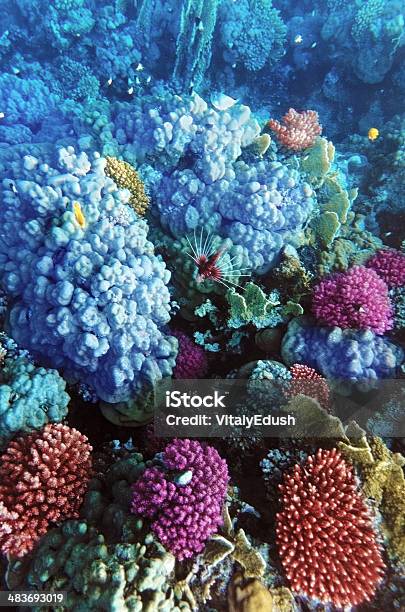 Foto de Corais E Peixes No Mar Vermelho Egito África e mais fotos de stock de Abaixo - Abaixo, Aquário - Edifício para Cativeiro Animal, Atol