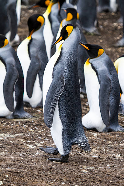 istock Falkland Islands - King Penguin - Proud 483693589
