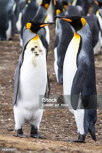 Para King Penguins Falklandy - zdjęcia stockowe i więcej obrazów Ameryka Południowa - Ameryka Południowa, Antarktyda, Archipelag Tierra Del Fuego