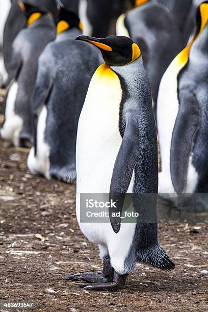 キングペンギンフォークランド諸島 - ひれのストックフォトや画像を多数ご用意 - ひれ, ふわふわ, エコツーリズム