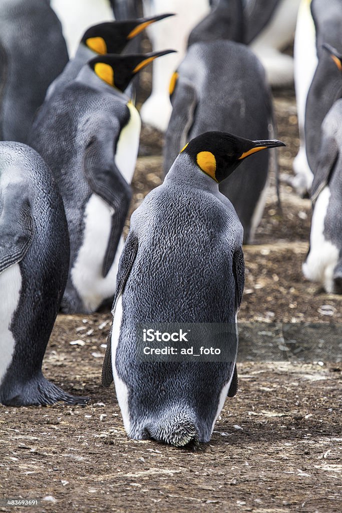 Falklandinseln – King Penguin - Lizenzfrei Antarktis Stock-Foto